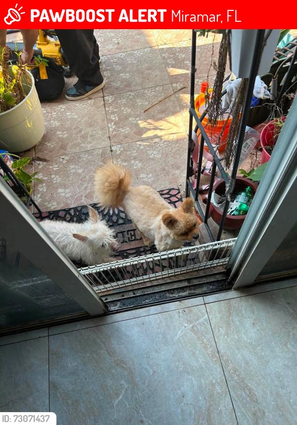 Lost Male Dog last seen Near  sw 27 th st , Miramar, FL 33027