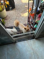 Lost Male Dog last seen Near  sw 27 th st , Miramar, FL 33027