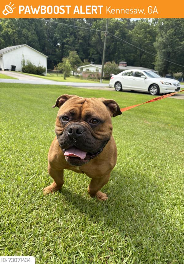 Found/Stray Male Dog last seen Main street & JILES RD, Kennesaw, GA 30144