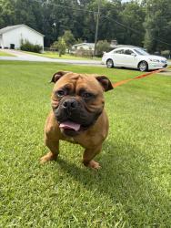 Found/Stray Male Dog last seen Main street & JILES RD, Kennesaw, GA 30144