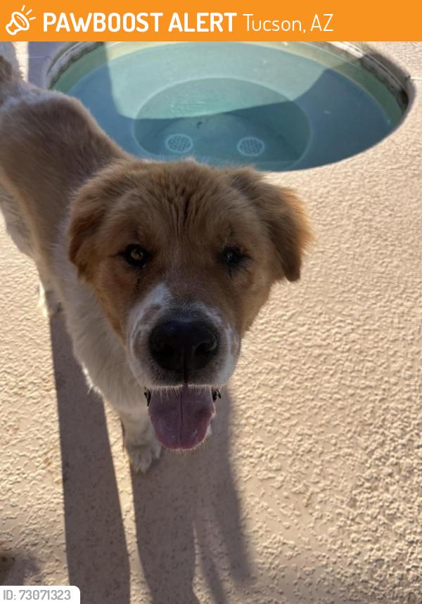 Found/Stray Male Dog last seen Starr pass & Greasewood, Tucson, AZ 85713
