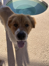 Found/Stray Male Dog last seen Starr pass & Greasewood, Tucson, AZ 85713