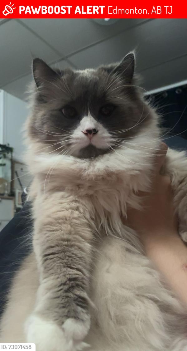 Lost Female Cat last seen When I went outside at four in the morning, my neighbour said that three hours prior she saw her on the fence, but I’ve been looking everywhere and she’s nowhere to be seen, Edmonton, AB T6J
