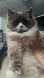 Lost Female Cat last seen When I went outside at four in the morning, my neighbour said that three hours prior she saw her on the fence, but I’ve been looking everywhere and she’s nowhere to be seen, Edmonton, AB T6J