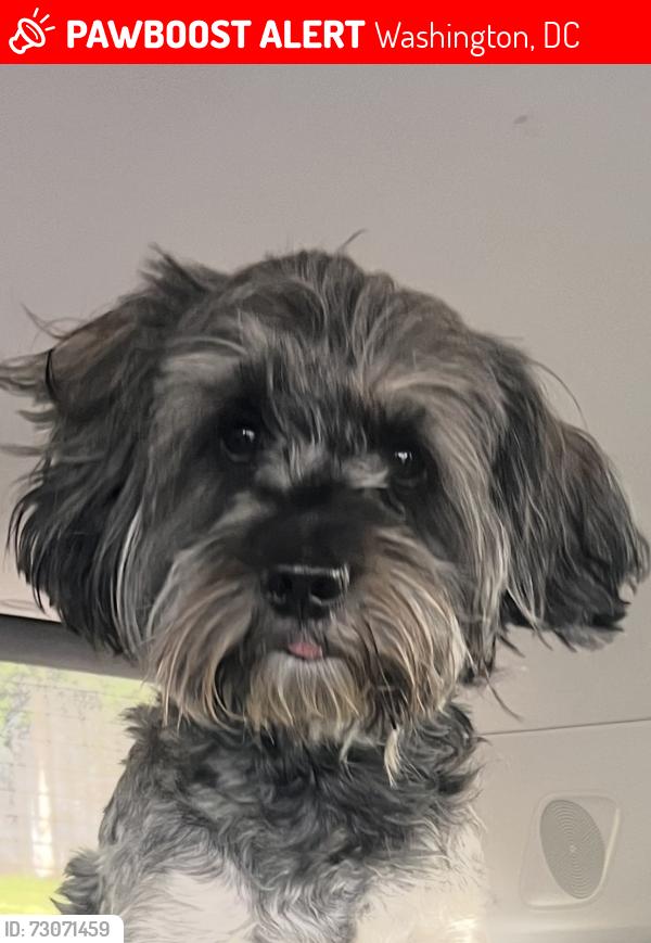Lost Male Dog last seen DS Road, Washington, DC 20019