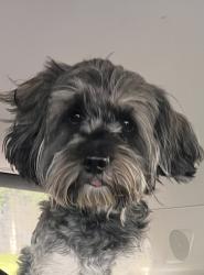Lost Male Dog last seen DS Road, Washington, DC 20019
