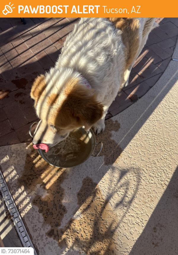 Found/Stray Unknown Dog last seen Starr Pass and Greasewwod Tucson az, Tucson, AZ 85745