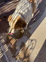 Found/Stray Unknown Dog last seen Starr Pass and Greasewwod Tucson az, Tucson, AZ 85745