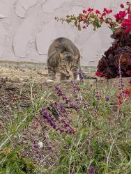 Found/Stray Unknown Cat last seen Urubu and Luciernaga St, Carlsbad, CA 92009