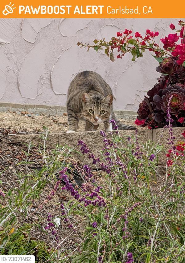 Found/Stray Unknown Cat last seen Urubu and Luciernaga St, Carlsbad, CA 92009