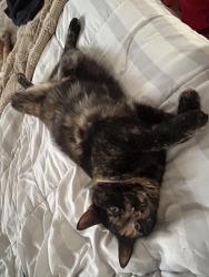 Lost Female Cat last seen Near DAAP, Cincinnati, OH 45220