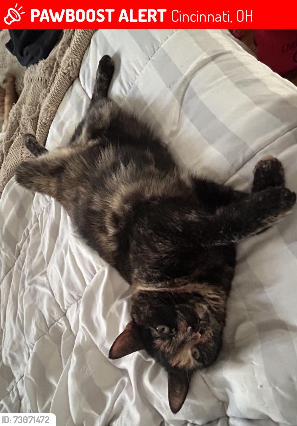 Lost Female Cat last seen Near DAAP, Cincinnati, OH 45220