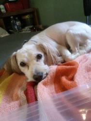 Lost Female Dog last seen Paramount and Carson St, Lakewood, CA 90712