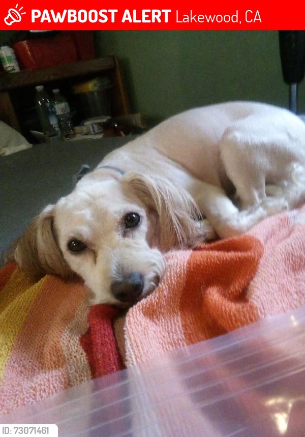 Lost Female Dog last seen Paramount and Carson St, Lakewood, CA 90712