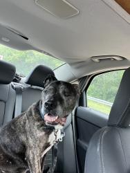 Found/Stray Male Dog last seen In the Guilford Courthouse National Park, Greensboro, NC 27410
