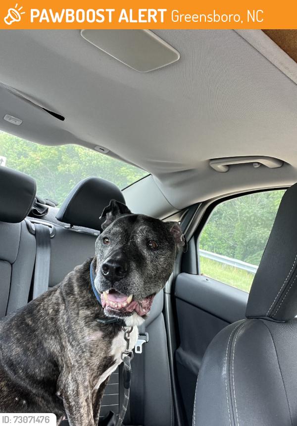 Found/Stray Male Dog last seen In the Guilford Courthouse National Park, Greensboro, NC 27410