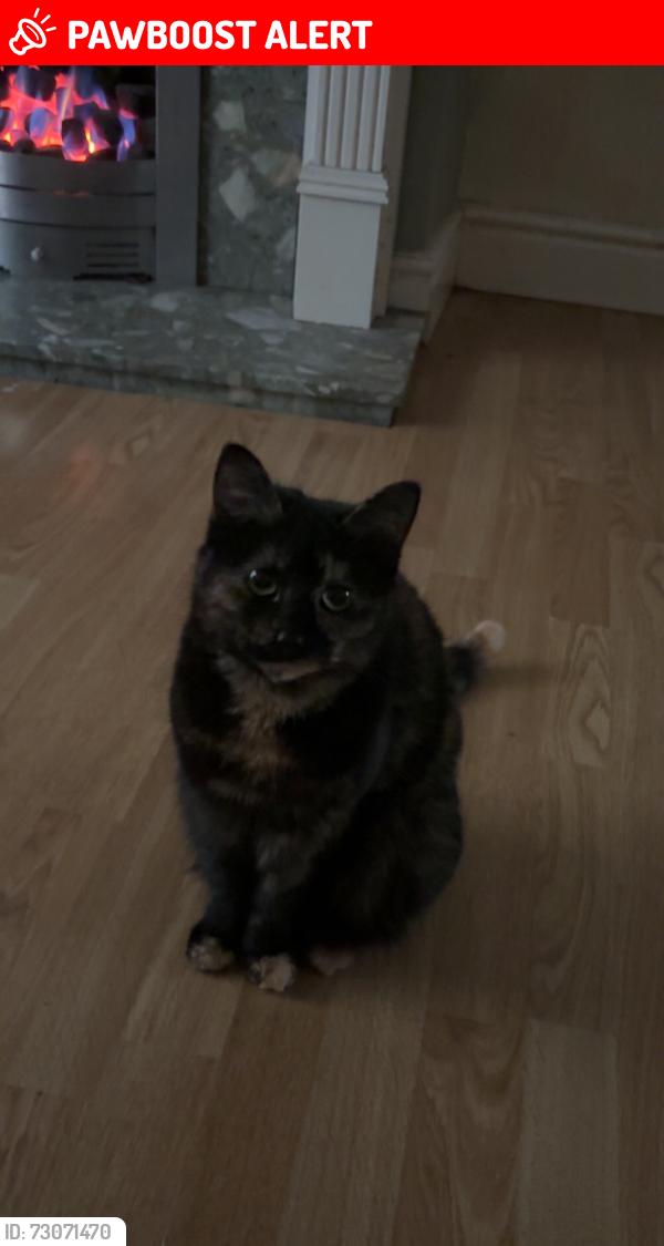 Lost Female Cat last seen townsend avenue, Merseyside, England 