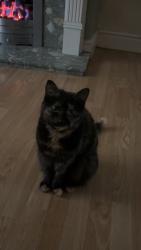Lost Female Cat last seen townsend avenue, Merseyside, England 