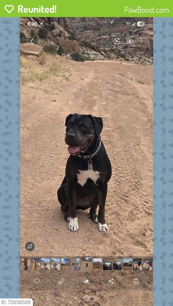 Reunited Female Dog last seen Andrew Ln, Reno, NV 89521