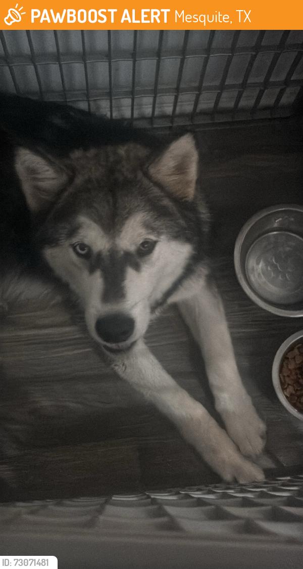 Found/Stray Male Dog last seen Near Demaret Dr, Mesquite, TX 75150