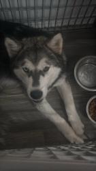 Found/Stray Male Dog last seen Near Demaret Dr, Mesquite, TX 75150