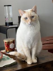 Reunited Male Cat last seen By South Alex apmts and The Shelby Apartmentd , Alexandria, VA 22303