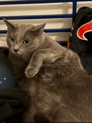 Lost Male Cat last seen Timberlark Dr. Kingwood, Humble, TX 77339