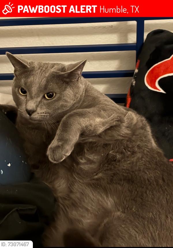 Lost Male Cat last seen Timberlark Dr. Kingwood, Humble, TX 77339