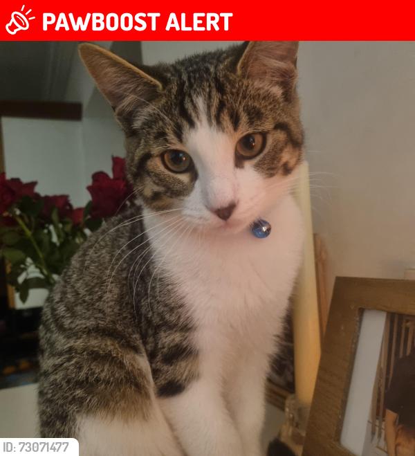 Lost Male Cat last seen Crossmead avenue, Greater London, England UB6
