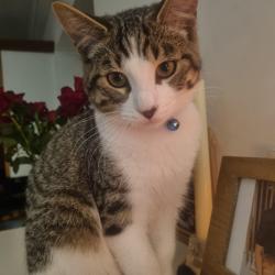 Lost Male Cat last seen Crossmead avenue, Greater London, England UB6