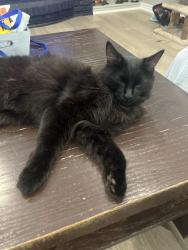 Reunited Male Cat last seen Bowshelm and Dunray  court  , Mississauga, ON L5N 1J5