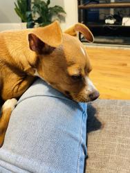 Found/Stray Female Dog last seen Near sylvan rd sw Atlanta ga , Atlanta, GA 30310