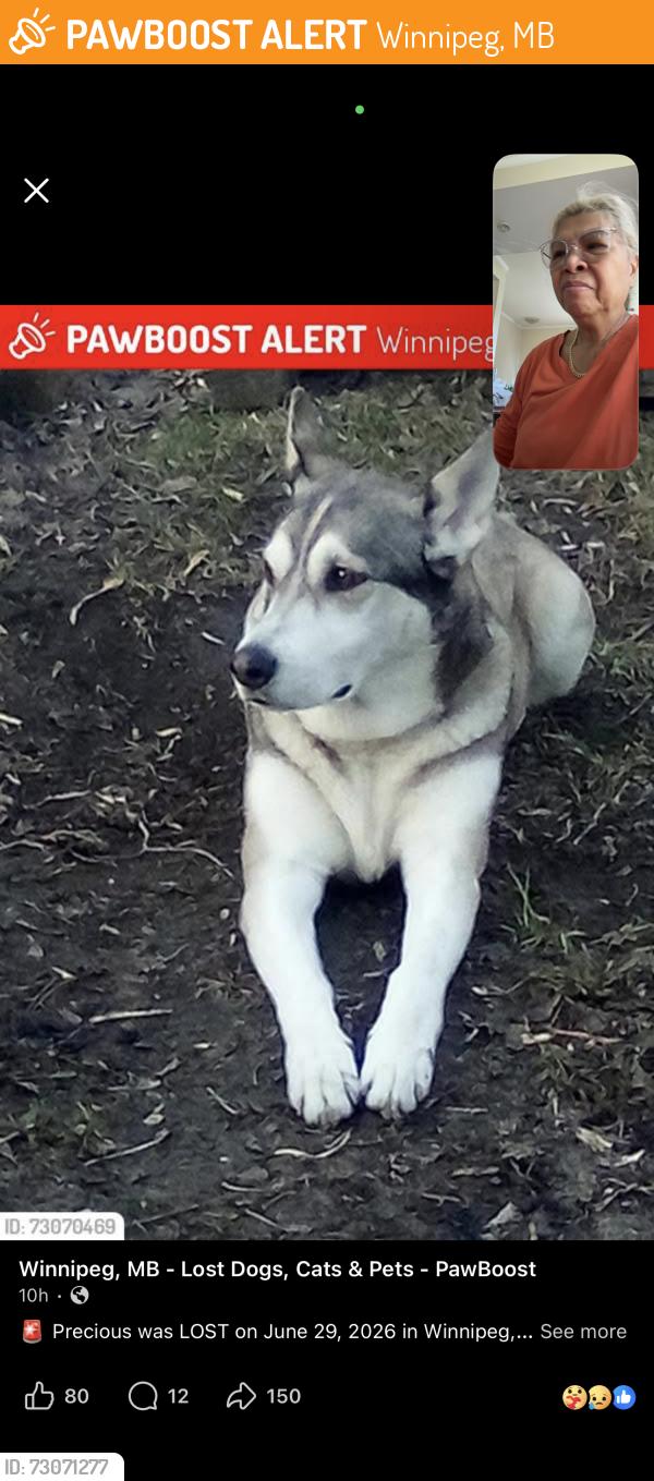 Found/Stray Female Dog last seen Lansdown, Winnipeg, MB 