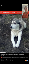 Found/Stray Female Dog last seen Lansdown, Winnipeg, MB 