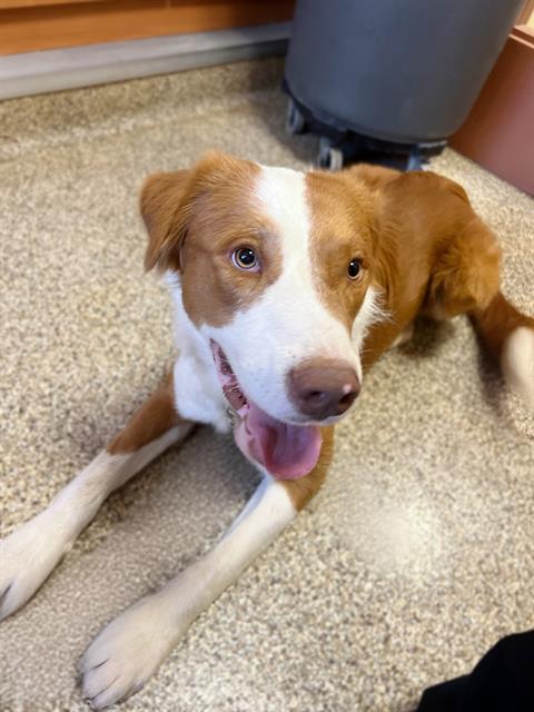 Shelter Stray Male Dog last seen S LOVEKIN BL @ SEELEY AVE BLYTHE CA 92225, 72050 Pet Land Pl, Thousand Palms, CA 92276, USA