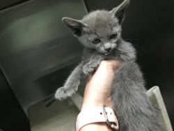 Shelter Stray Female Cat last seen Near BLOCK SUTTER CREEK RD, INDIO, CA, 72050 Pet Land Pl, Thousand Palms, CA 92276, USA