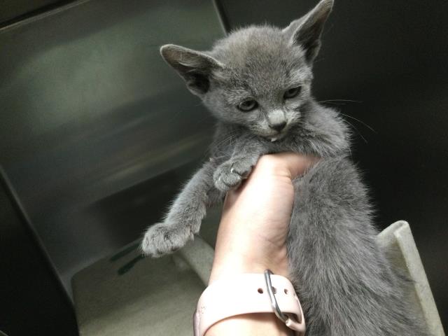 Shelter Stray Female Cat last seen Near BLOCK SUTTER CREEK RD, INDIO, CA, 72050 Pet Land Pl, Thousand Palms, CA 92276, USA
