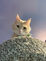 Lost Male Cat last seen Huntleyridge s, Clarksville, IN 47129