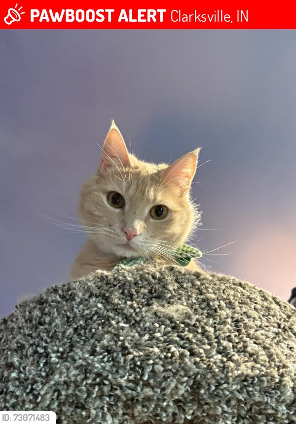 Lost Male Cat last seen Huntleyridge s, Clarksville, IN 47129