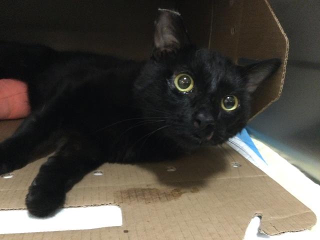 Shelter Stray Male Cat last seen Near BLOCK MICHIGAN DR PALM DESERT CA 92211, 72050 Pet Land Pl, Thousand Palms, CA 92276, USA