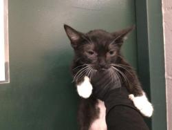 Shelter Stray Female Cat last seen Near BLOCK VALENCIA ST CATHEDRAL CITY CA 92234, 72050 Pet Land Pl, Thousand Palms, CA 92276, USA