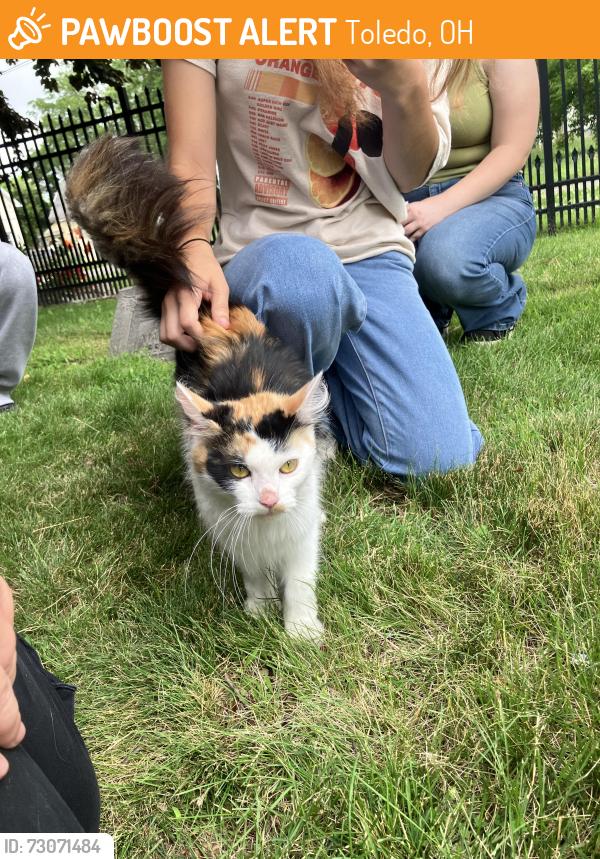 Found/Stray Unknown Cat last seen Mulberry, Toledo, OH 43608