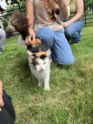 Found/Stray Unknown Cat last seen Mulberry, Toledo, OH 43608