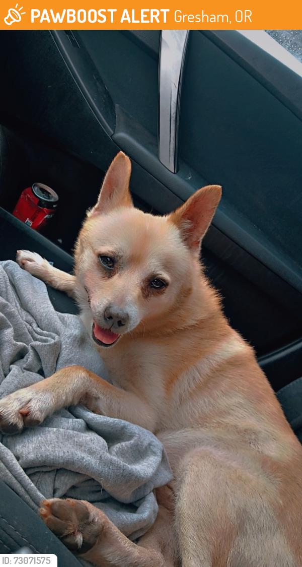Found/Stray Male Dog last seen Se pine and se 176th, Gresham, OR 97233