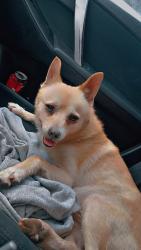 Found/Stray Male Dog last seen Se pine and se 176th, Gresham, OR 97233