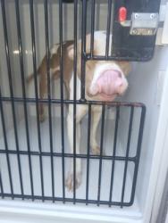Shelter Stray Male Dog last seen Near demooney rd, South Fulton, GA, 1251 Fulton Industrial Blvd NW, Atlanta, GA 30336, USA