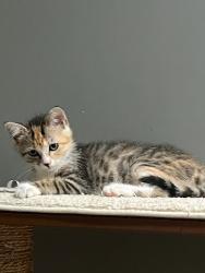 Shelter Stray Female Cat last seen Near E Ponce de Leon Ave Clarkston, GA 30021, 30021, GA, 3280 Chamblee Dunwoody Rd, Chamblee, GA 30341, USA