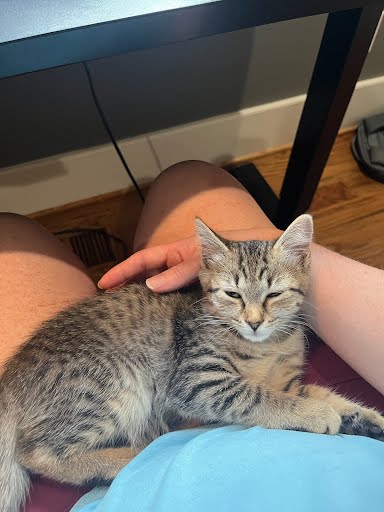 Shelter Stray Female Cat last seen Near E Ponce de Leon Ave Clarkston, GA 30021, 30021, GA, 3280 Chamblee Dunwoody Rd, Chamblee, GA 30341, USA