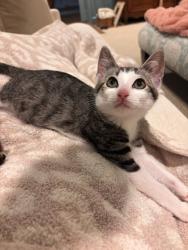 Shelter Stray Female Cat last seen Near Ridgetop Drive, 30294, GA, 3280 Chamblee Dunwoody Rd, Chamblee, GA 30341, USA