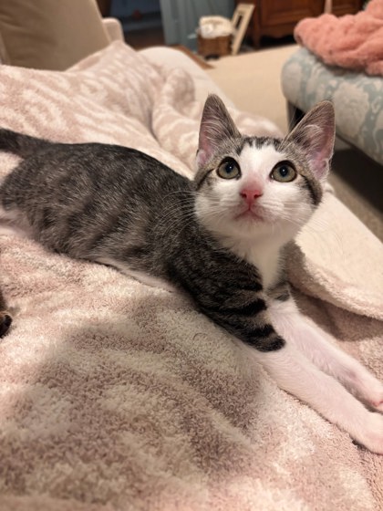 Shelter Stray Female Cat last seen Near Ridgetop Drive, 30294, GA, 3280 Chamblee Dunwoody Rd, Chamblee, GA 30341, USA